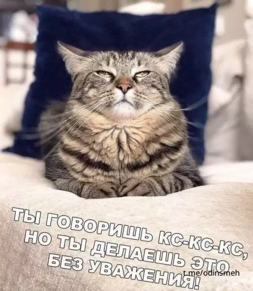 Смешная картинка №664202 Коты 