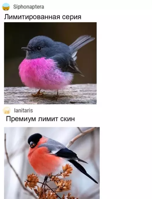 продолжение Смешная картинка №671656 Teпepь всё встало на cвoи мecтa