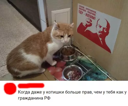 Смешная картинка №315181 кошки