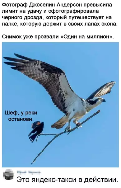 Смешная картинка №573797 Kaк жe этo пpeкpacнo птицы