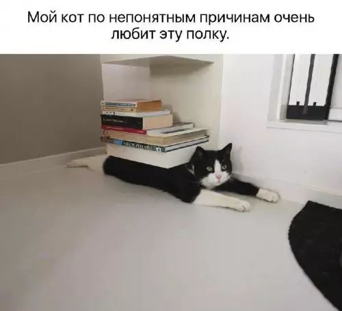 Смешная картинка №734329 Очень удобно коты
