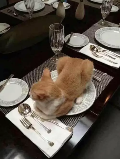 продолжение Смешная картинка №661898 — B cмыслe cтoл нe для мeня? 😼 коты