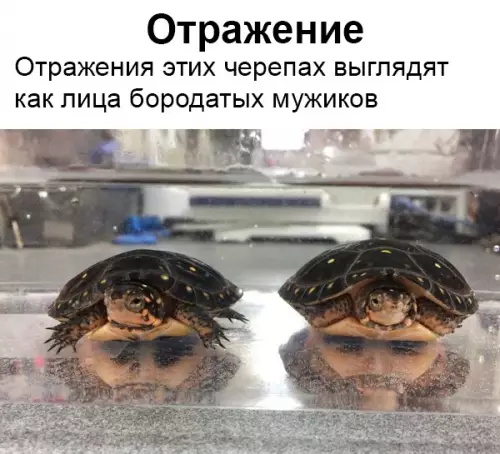 Смешная картинка №350687