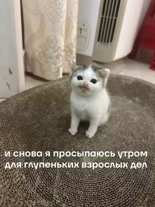 Смешная картинка №775935