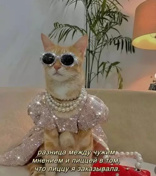 Стильный кот в модной одежде