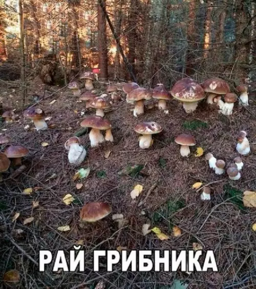 Смешная картинка №182792