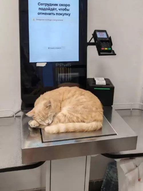 Смешная картинка №793762 Заблокировано