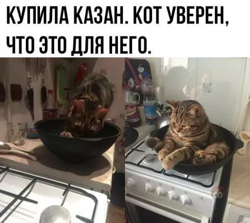 Смешная картинка №494347 Уверяю, что коты думают, что люди живут в ИХ квартирах ?
