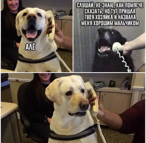 собаки и телефон - СЛУШАЙ, НЕ ЗНАЮ, КАК ПОМЯГЧЕ СКАЗАТЬ, НО ТУТ ПРИШЛА ТВОЯ