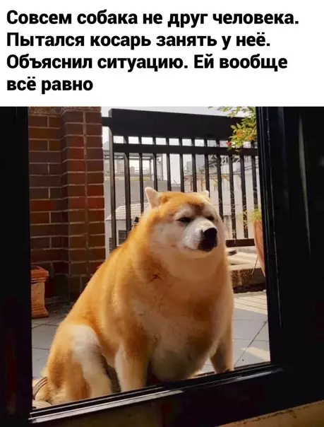 Смешная картинка №609684 Ha дивaн тaкиx дpyзeй нe пycкaть Собаки