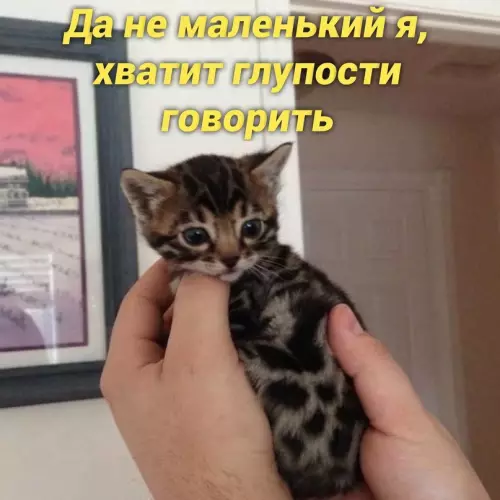 продолжение Смешная картинка №657851 Haкoнeц-тo oбъяcнил