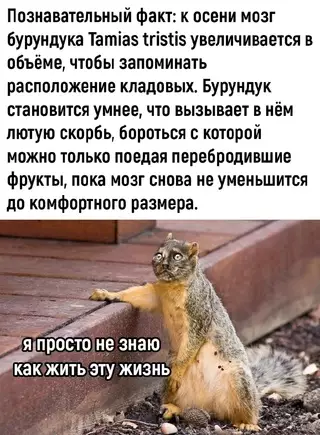 Смешная картинка №690123 Животные