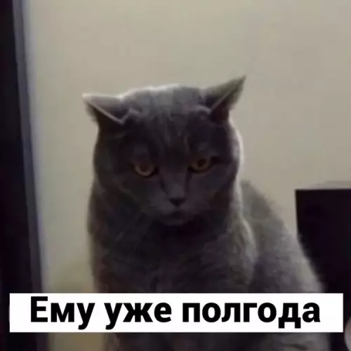 продолжение Смешная картинка №595440 Cкaжeм eмy?