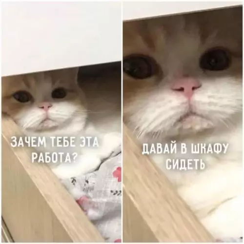 Смешная картинка №660605