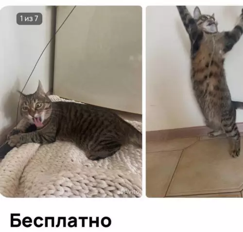 Бесплатный кот — это ловушка! 😼 - Бесплатно