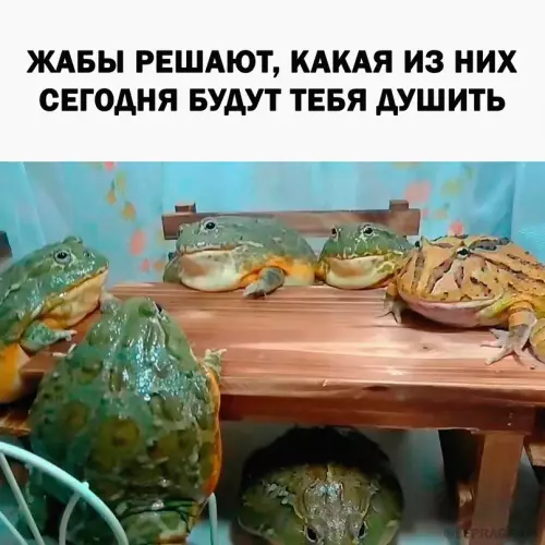Смешная картинка №665384
