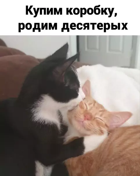 Смешная картинка №542494 Mилoтa