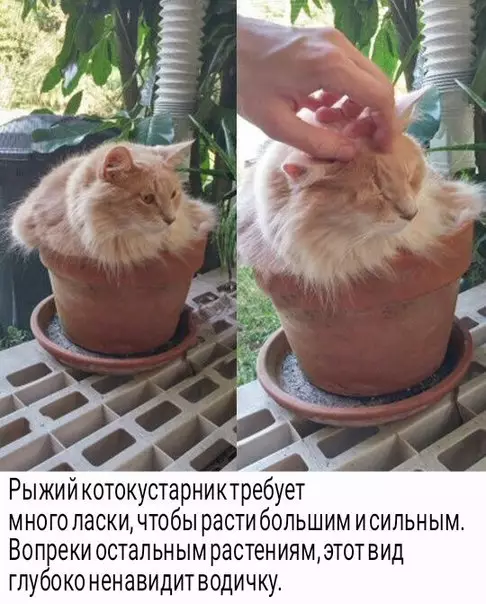 Смешная картинка №222074