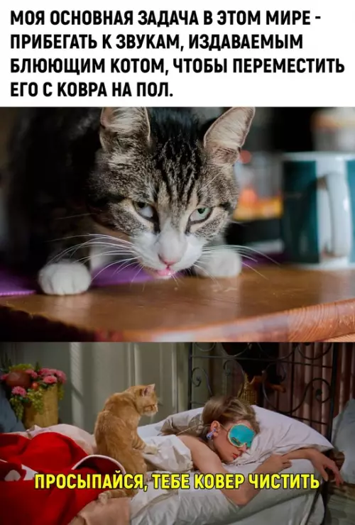 Смешная картинка №679343 Есть у котов один минус, причём у всех... коты
