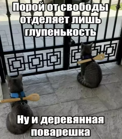 Коты-революционеры на свободе 😼 - Порой от свободы отделяет лишь глупенькость. Ну и деревянная поварешка