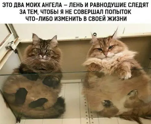 Два ангела-охотника за ленью