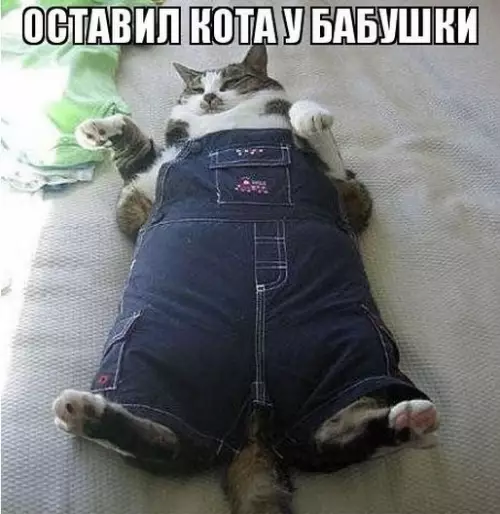 Смешная картинка №187503 коты