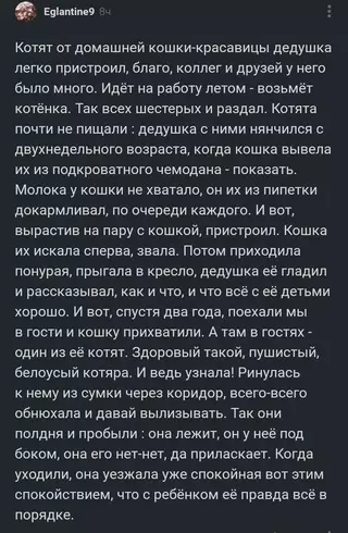 Смешная картинка №679951 коты, кошки