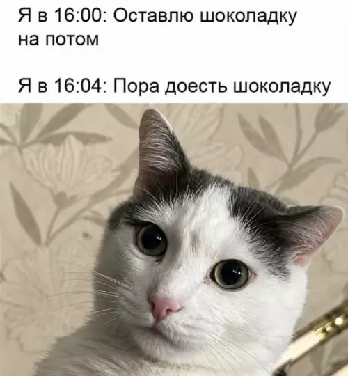 Сила воли вышла из чата 🍫😼 - Я в 16:00: Оставлю шоколадку на потом Я в 16:04: