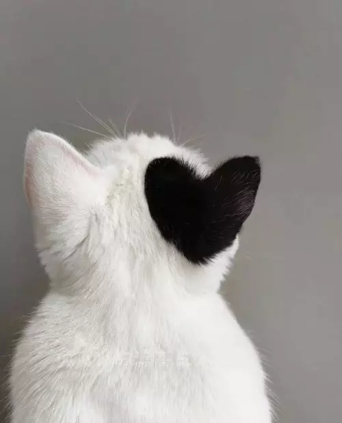 Сердечко на ушке! ❤️🐱