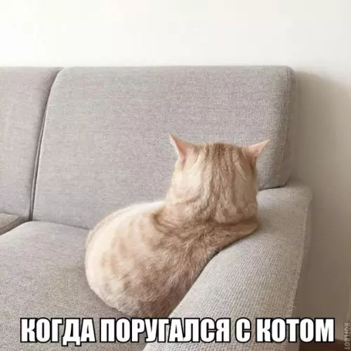 Смешная картинка №195475 коты