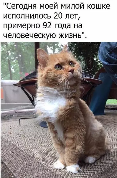 Смешная картинка №246948
