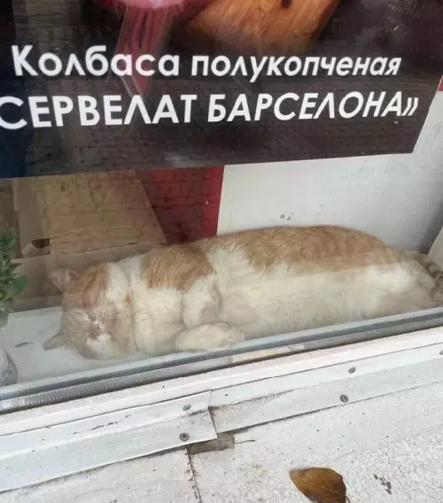 Самая вкусная колбаса в мире! 🐱🍖 - Колбаса полукопченая СЕРВЕЛАТ БАРСЕЛОНА