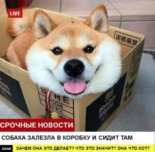 Смешная картинка №202222 собаки