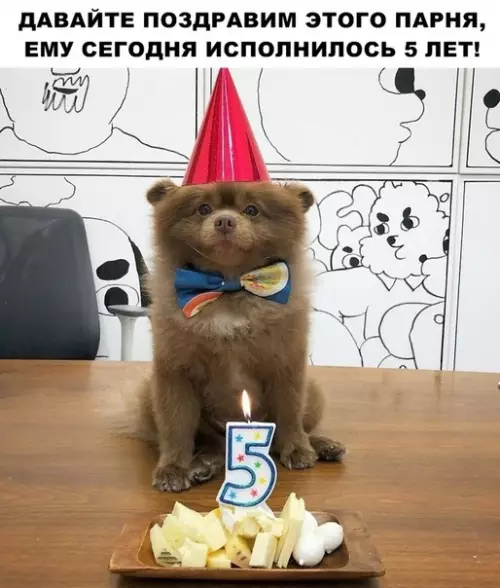 Смешная картинка №294128 собаки