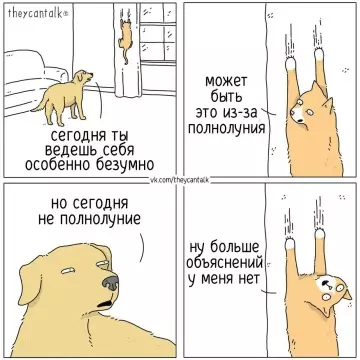 Смешная ситуация с котом и псом