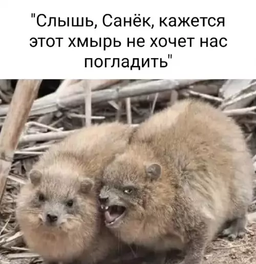 Смешная картинка №751924