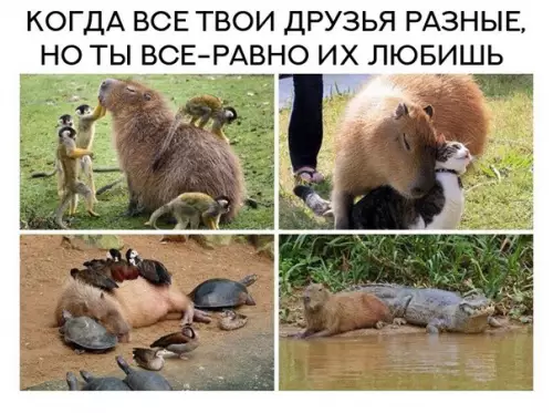 Смешная картинка №250268