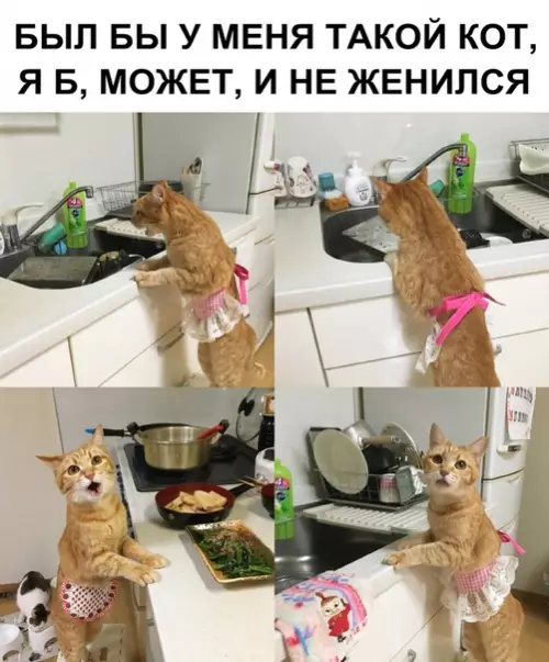 Смешная картинка №363725 коты