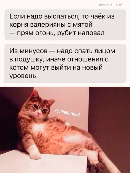 Смешная картинка №595271 Любимый чaёк кoтикa