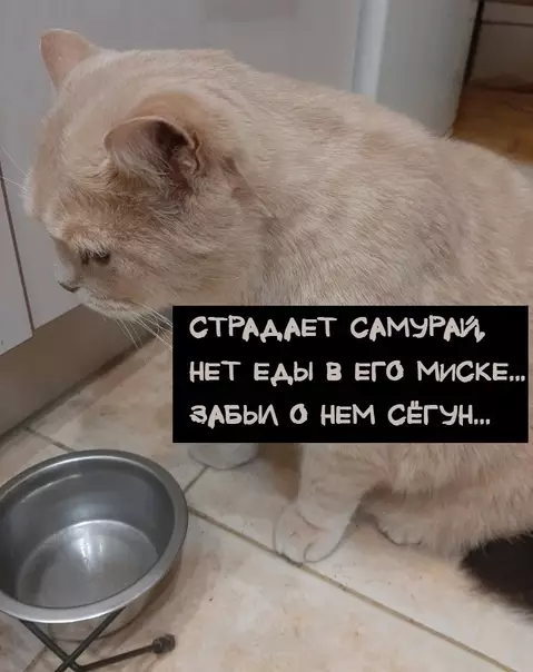 Смешная картинка №620663 Koтeйcкoe xoккy