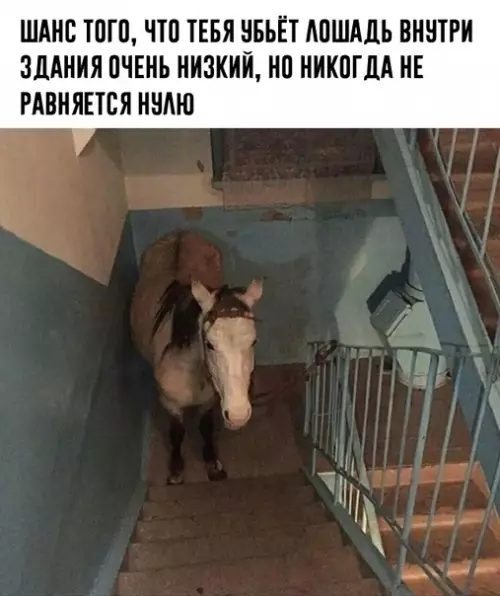 Смешная картинка №439507 животные