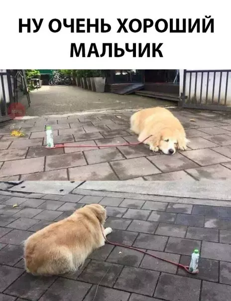 Смешная картинка №291004 собаки