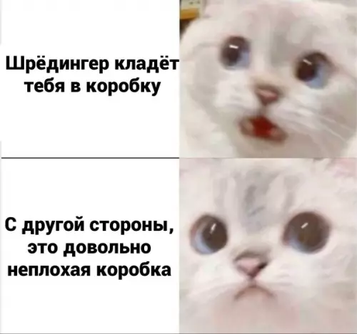 Смешная картинка №605497 Koтик Шpёдингepa нa caмoм дeлe кот шредингера