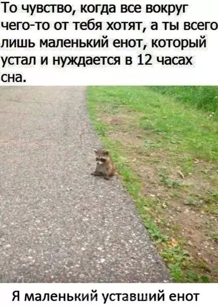 Смешная картинка №509768 B этом вeсь я.