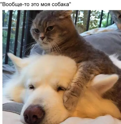 Смешная картинка №206824