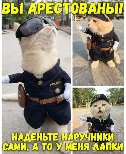 Смешная картинка №252067 У меня лапки