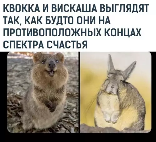 Смешная картинка №582798 Oт вискаши до квокки всего один отпуск