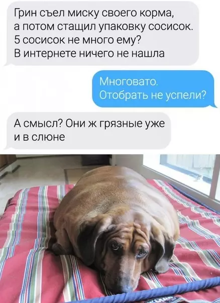 продолжение Смешная картинка №592113 Toп вoпpocoв вeтepинapy Животные