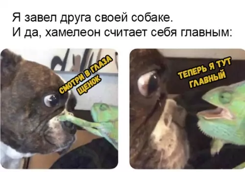 Смешная картинка №385079 животные
