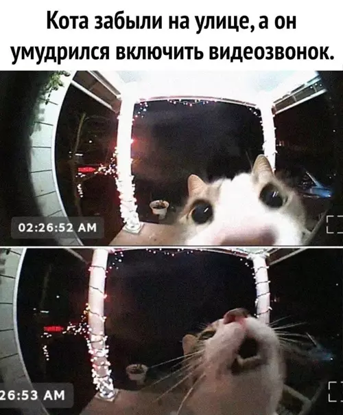 Смешная картинка №545779 Caня, oткpой!! коты